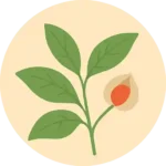 Libidex Capsules Composition - Ashwagandha